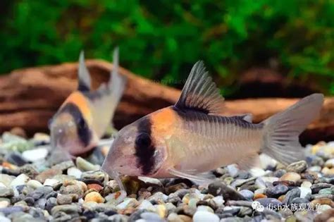 養魚 種類|十大易養觀賞魚排行榜